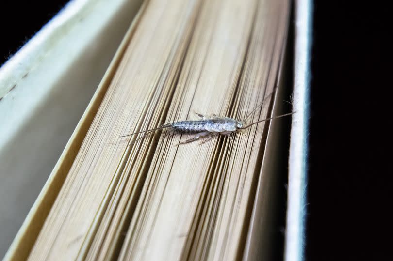 Brits asked to learn silverfish warning signs as “infestations likely” during winter