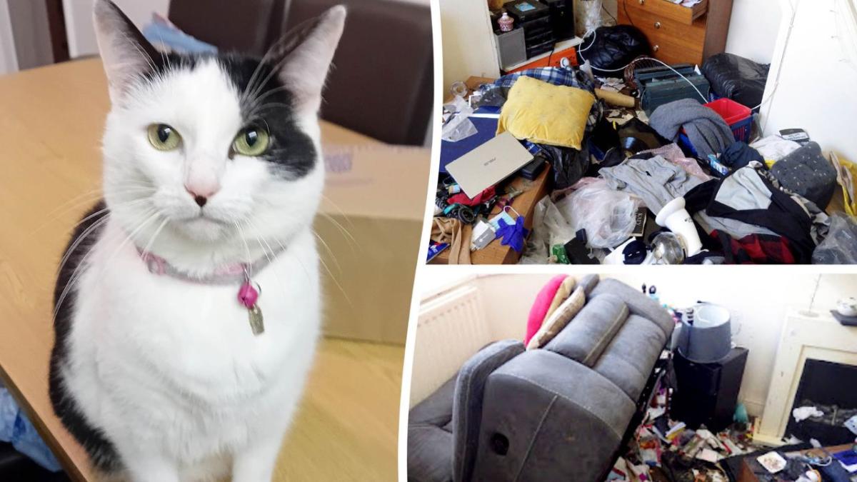 Cat survives for five weeks home alone in house after owner sent to prison