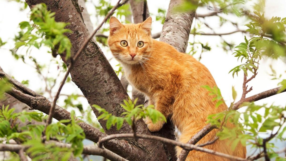 Cheeky bird leads overzealous cat on wild tree chase