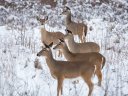 Chronic Wasting Disease Still Confounds Researchers. But Some Important New Clues Have Emerged