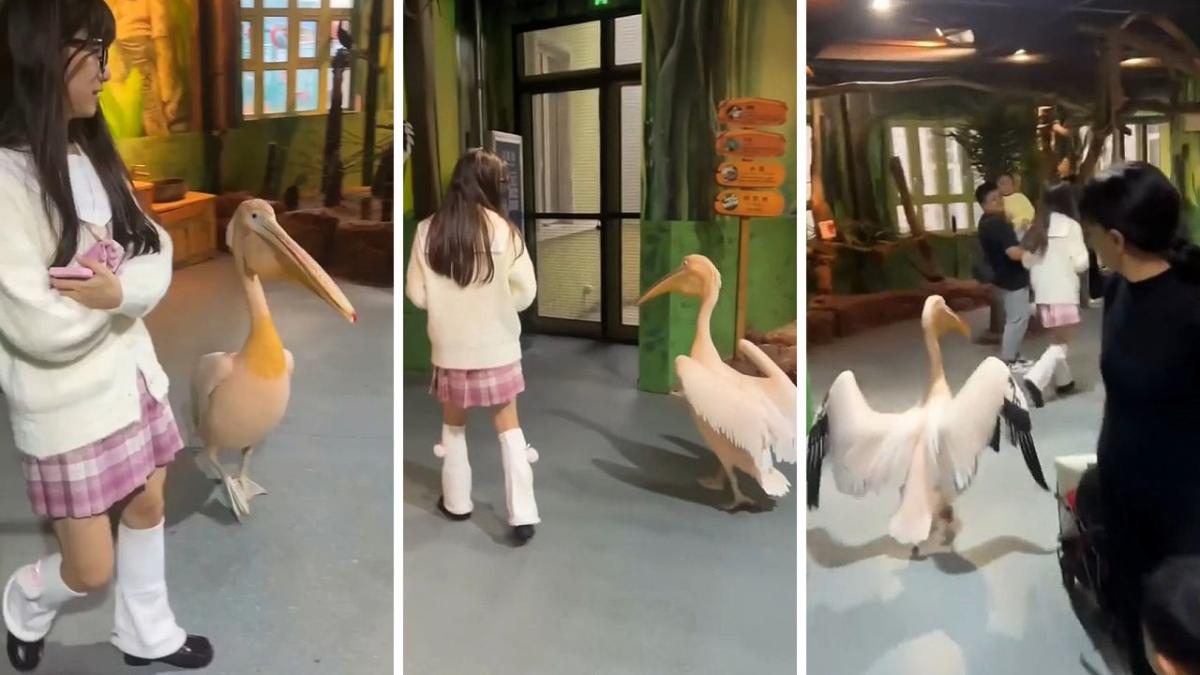 Clingy pelican has hilarious crush on zoo visitor