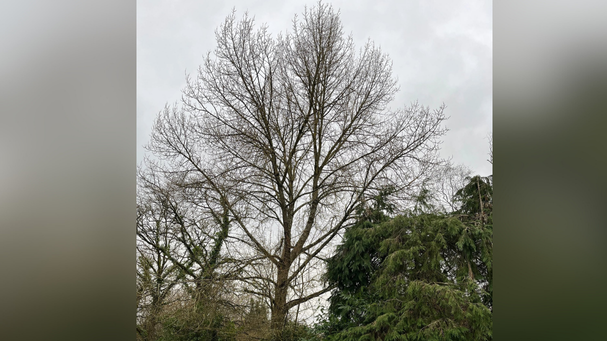 Conservation bid to save ‘rare’ black poplar