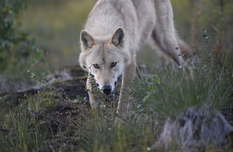 Council of Europe paves way for tougher action against wolves