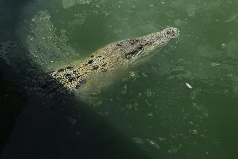 Crocodile kills woman despite coworker’s attempt to save her