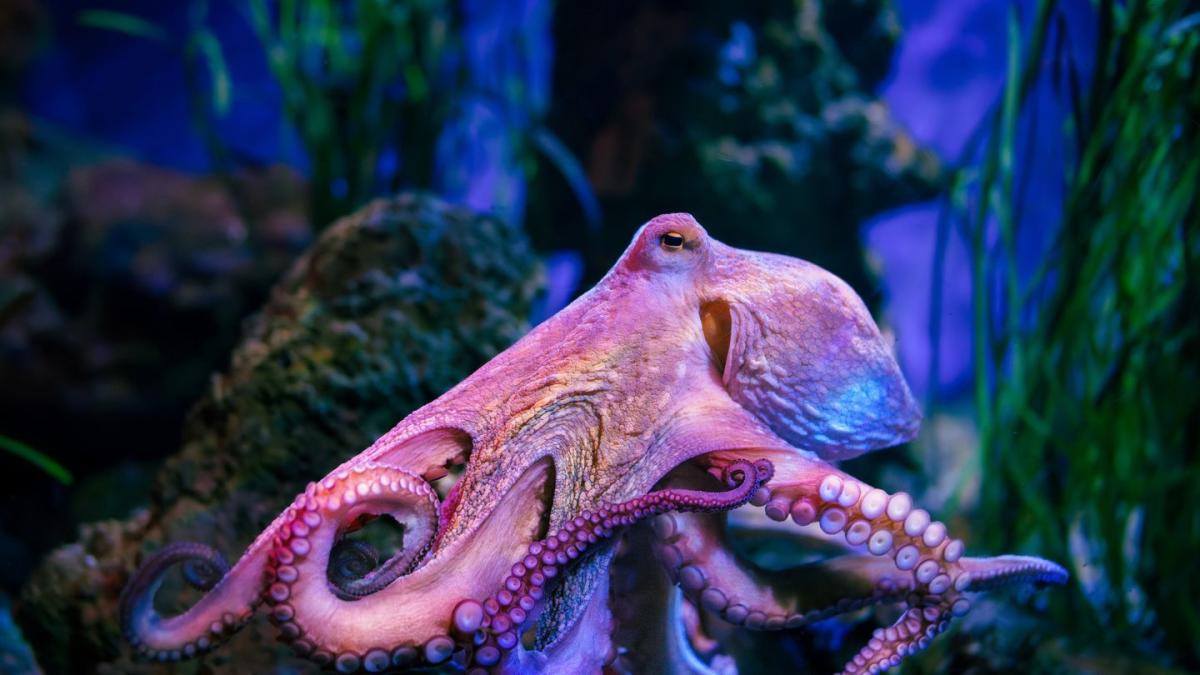 If Humans Die Out, Octopuses Already Have the Chops to Build the Next Civilization, Scientist Claims