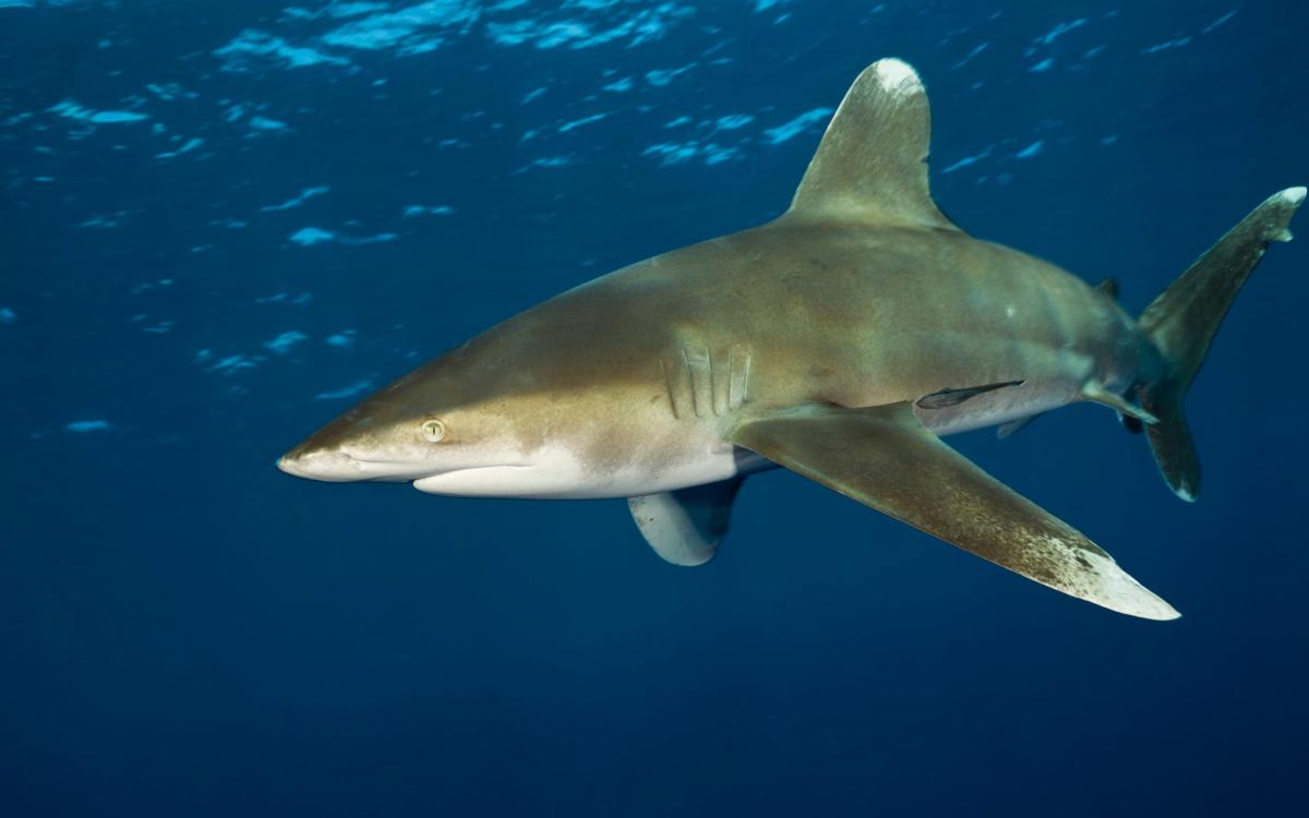 Italian tourist killed by shark in Red Sea