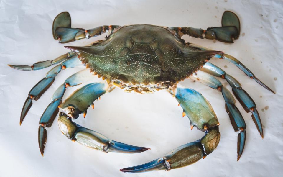 Italy tries to eat itself out of a blue crab invasion