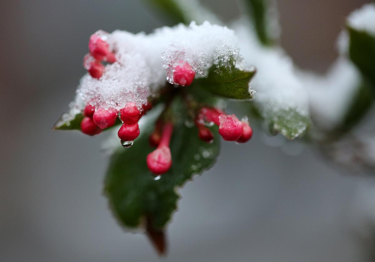 Just Askin’: When was the snowiest white Christmas in Cincinnati?