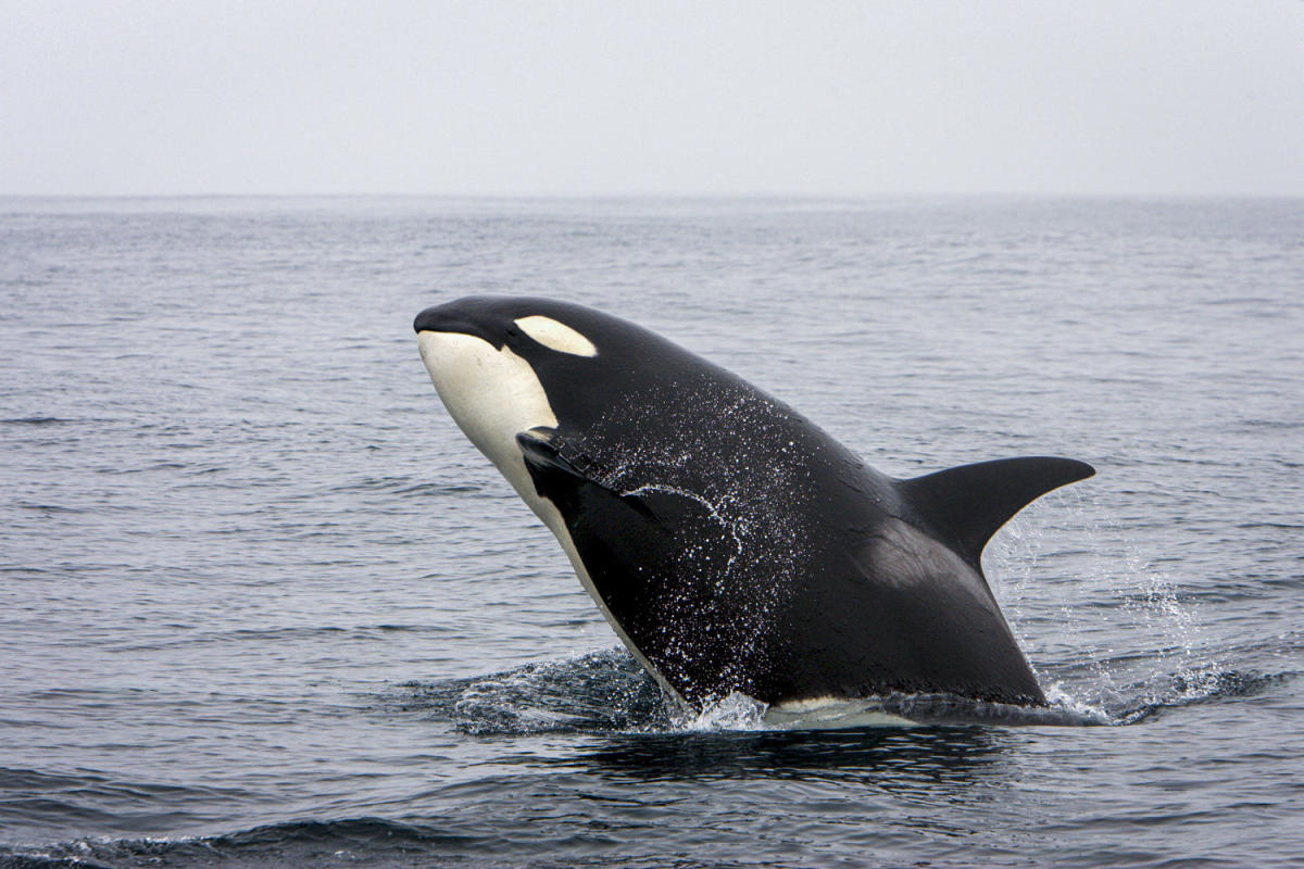 Killer whale spotted balancing a salmon on its head, intriguing scientists and orca watchers