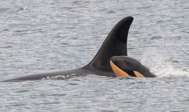 Killer whale Tahlequah who carried dead calf in ‘show of grief’ gives birth again – but experts are concerned