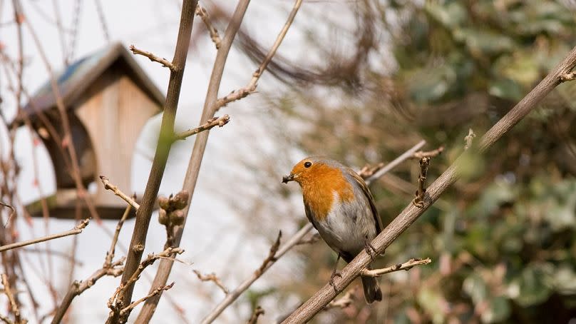 Make your garden a safe haven for robins this winter with these expert tips