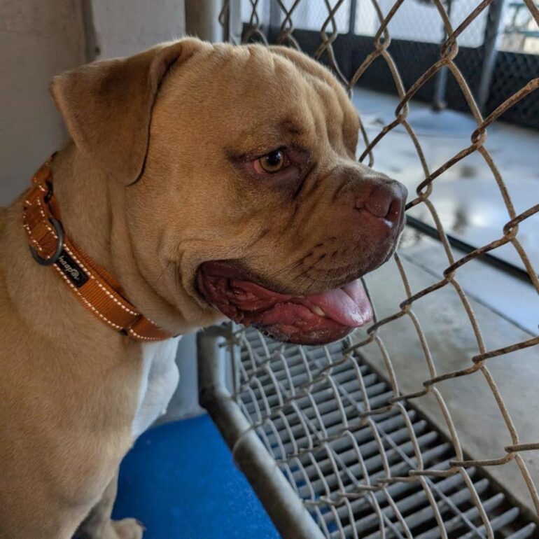 Meet Nacho, a 1-year-old, goofy bulldog who wears his emotions on his paw