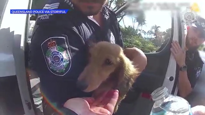 MUST SEE: Dog saved from hot car by police in Queensland