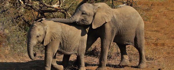 Mysterious Cause of Massive Elephant Die-Off in 2020 Finally Revealed