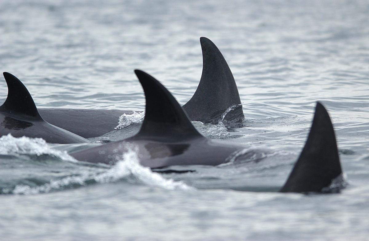 Orca who carried her dead calf for 17 days has a new baby