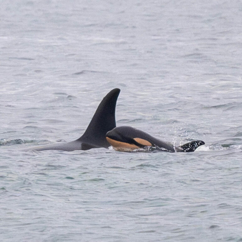 Orca who carried her dead newborn 1,000 miles gives birth to another new calf