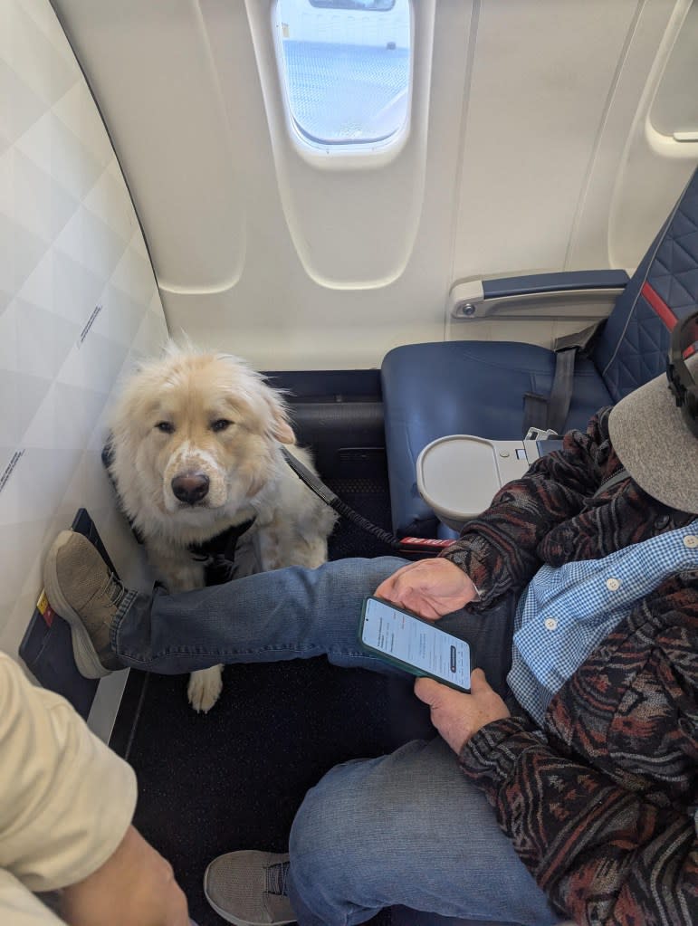 Passenger furious over being forced to give up first class Delta seat — for a dog: ‘Nothing they can do’