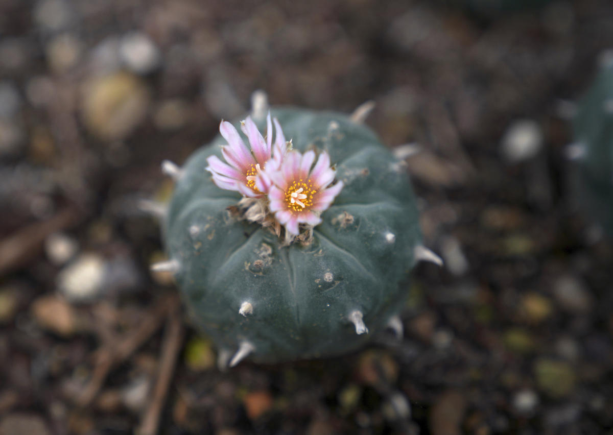 Peyote sacred to Native Americans threatened by psychedelic renaissance and development