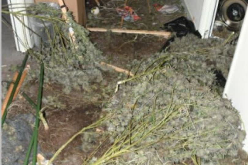 Police found huge Christmas Day cannabis farm but there’s a mystery behind it