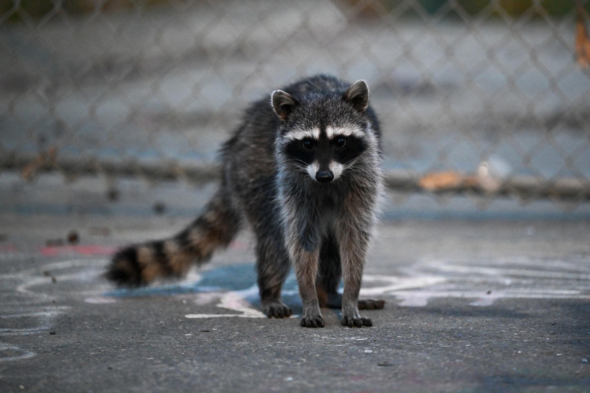 Raccoon attacks infant inside his Idaho home