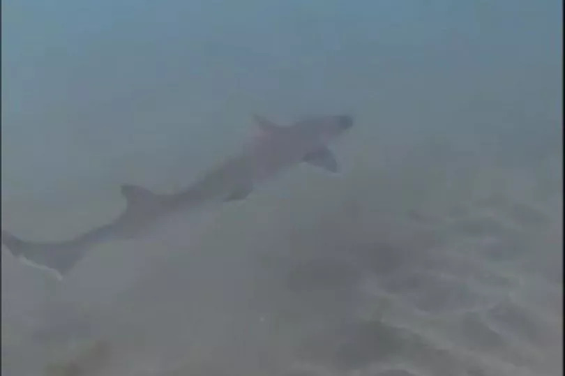 Rare sharks swimming off popular tourist beach after making hotel ‘home’