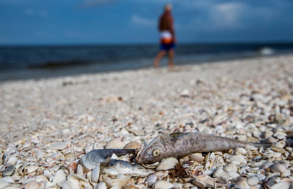 Red tide found at South Marco Beach. What to know