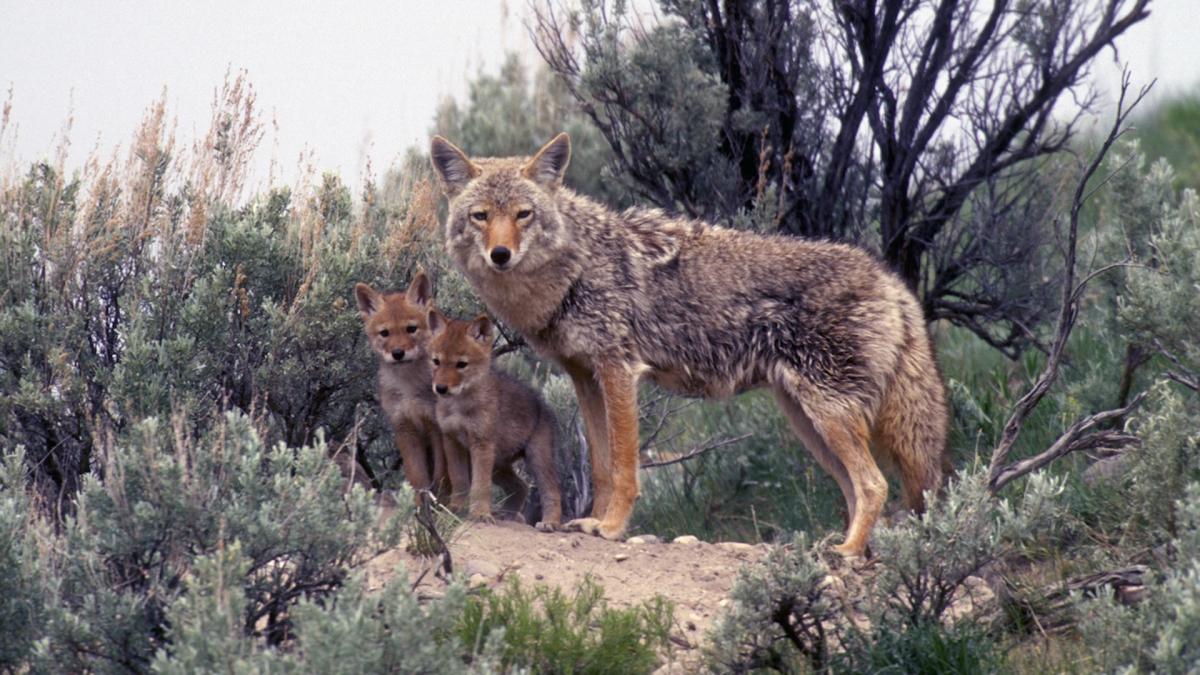 Researchers make surprising discovery about common wildlife management tactic: ‘This trend occurred over several years’