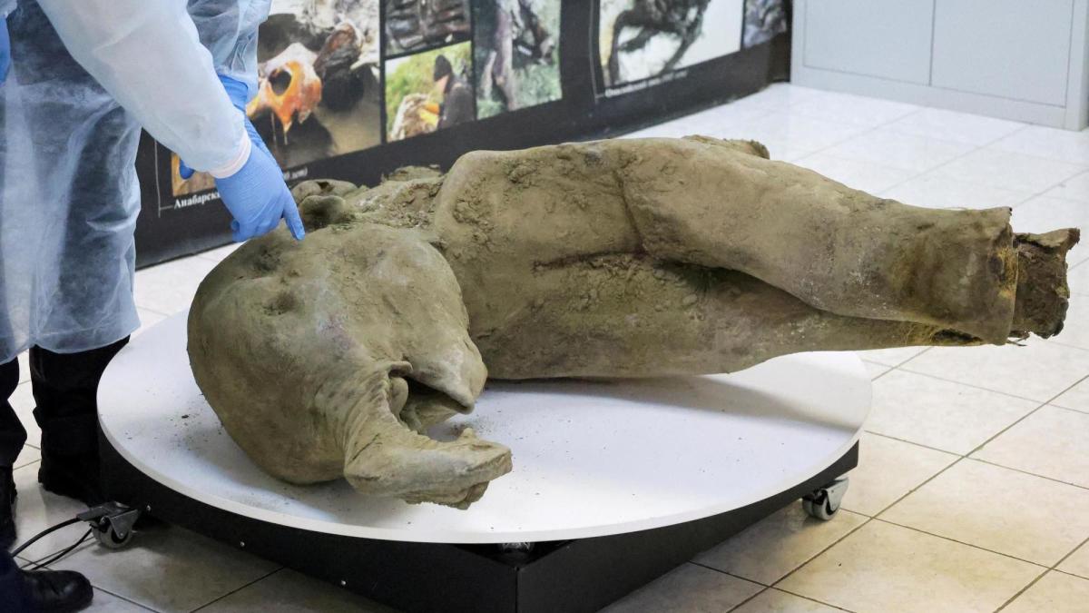 Scientists unveil 50,000-year-old baby mammoth