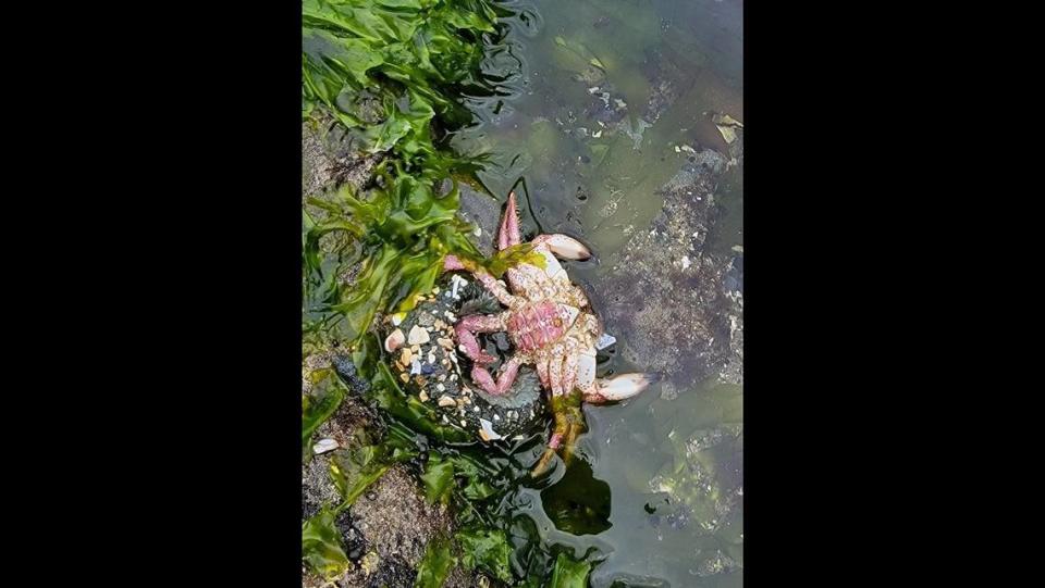 Sea predator traps crab on Oregon shoreline, photo shows. ‘Thanks for the nightmare’