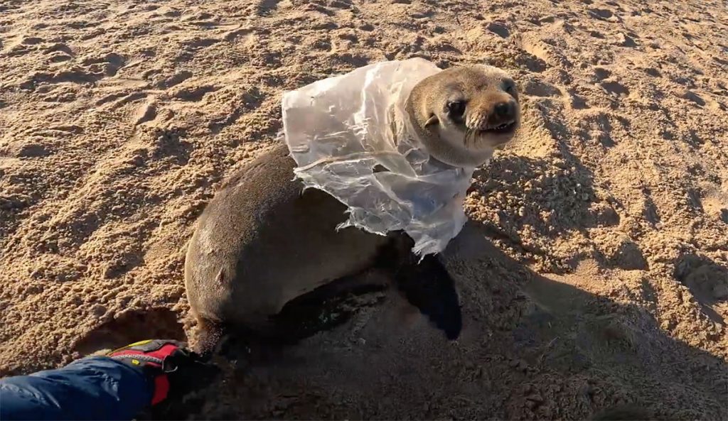 Seal Pup Rescued From Plastic Bag Wrapped Around Its Neck