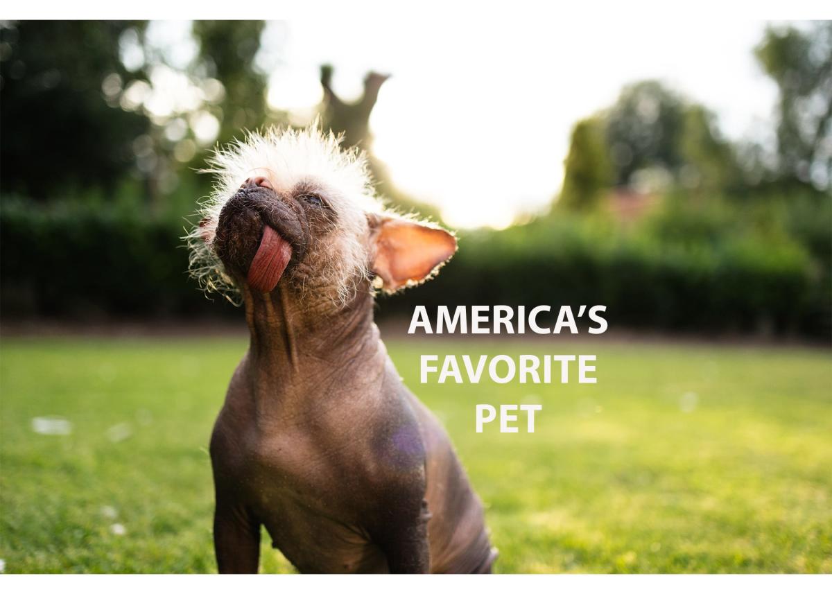 See the Richland County pets in the running for USA Today’s Favorite Pet contest