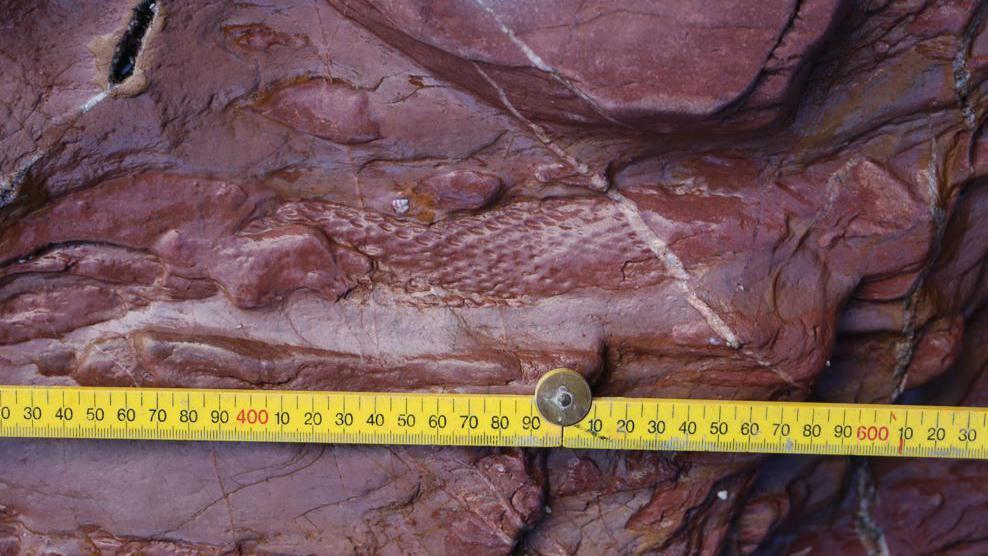 ‘Significant’ tree fossil find at Devon cove