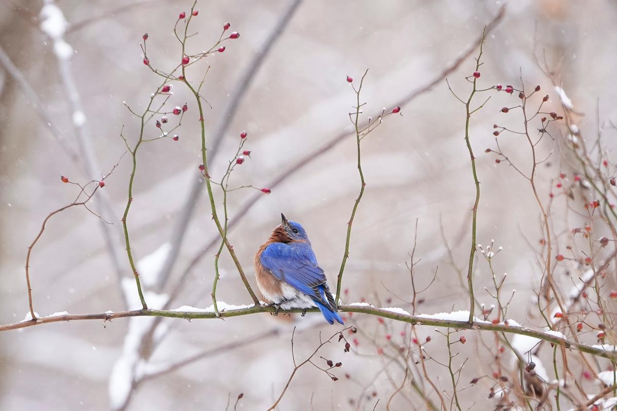 Snow could impact Columbus rush hour ahead of significant drop in temps, NWS says