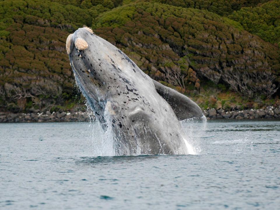 Some whales live more than 100 years, smashing previous life expectancy estimates: Report