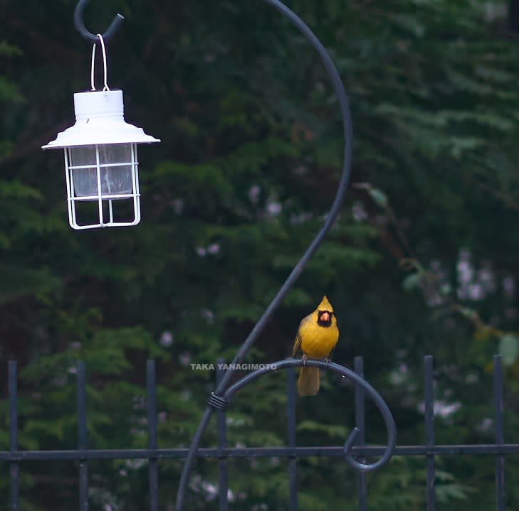 St. Louis Cardinals photographer spots ‘one-in-a-million’ yellow cardinal