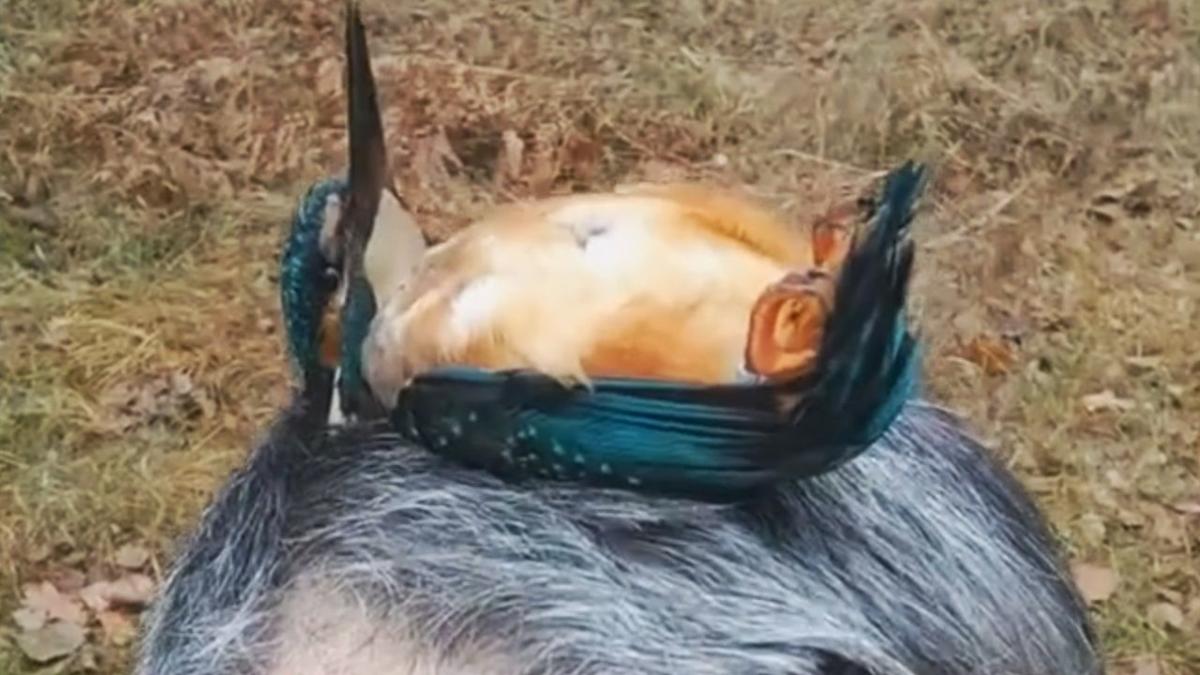 Take a load off! Kingfisher lays down on top of man’s head