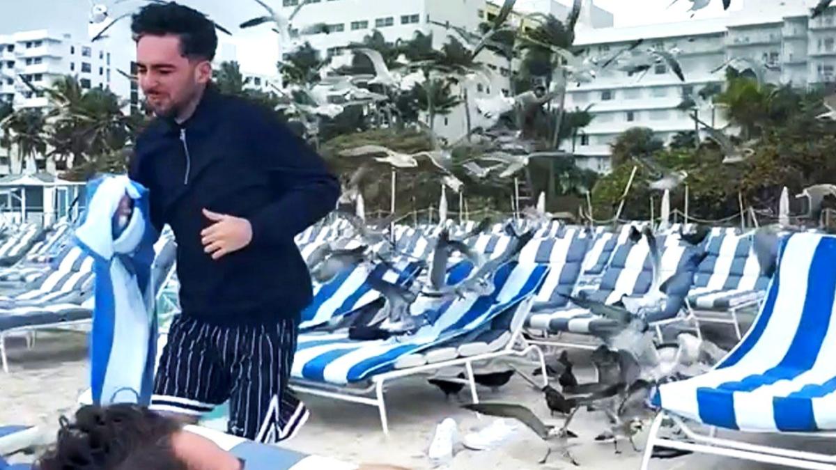 Tanning terror! Beachgoers swarmed by screeching seagulls on Miami Beach