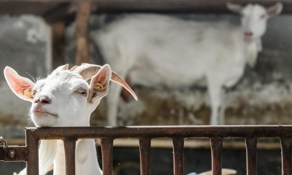 Texas teenager accused of using poison to kill rival’s competition show goat