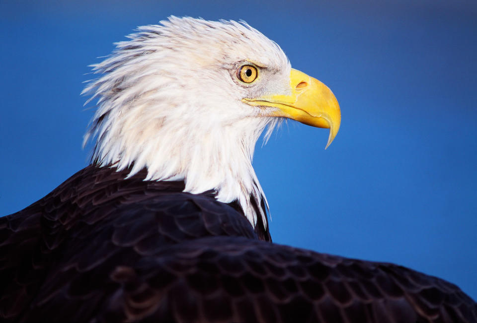 The bald eagle is officially America’s national bird after Biden’s signature