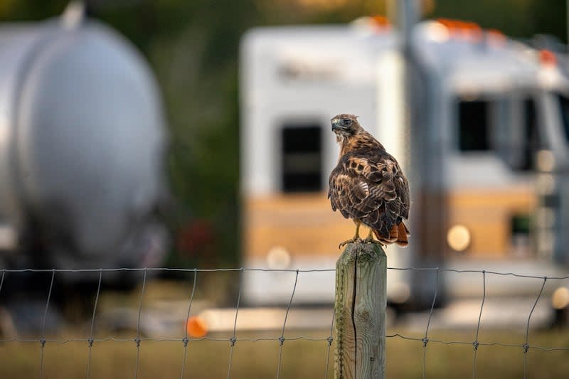 ‘They’re getting annihilated’: Momentum gathers for ongoing funding for wildlife crossing