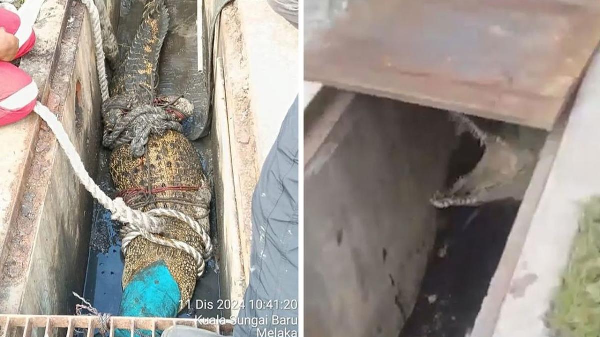 Trapped monitor lizard in Malaysia turns out to be 10ft crocodile