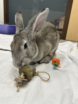 Two black cats, a friendly rabbit, and a puppy are available for adoption in Lane County