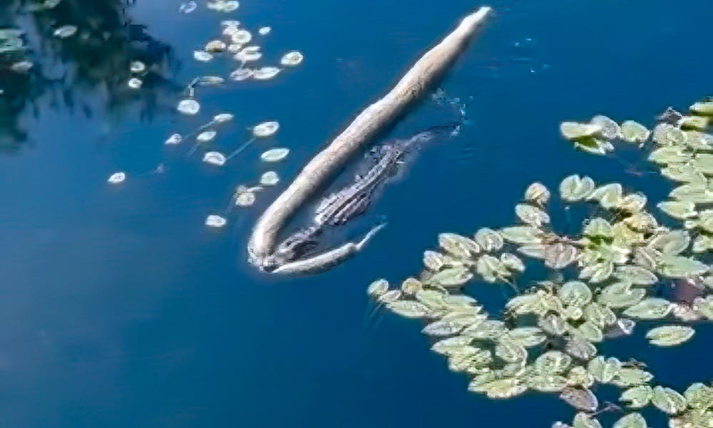 Watch as Florida gator drags massive python across pond