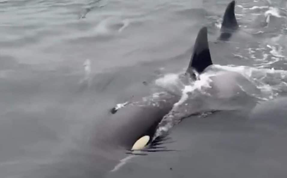 Watch: Killer whales swim right up to onlookers on waterfront