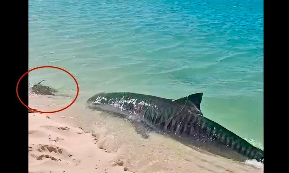 Watch: Tiger shark hunts inches from beach in ‘on-your-toes’ moment