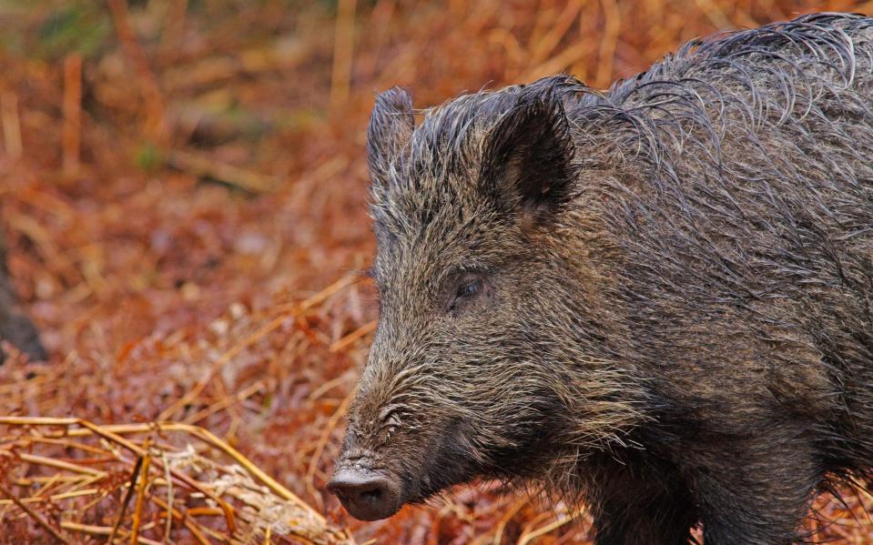 Wild boars the size of a ‘small car’ advancing on Scottish city