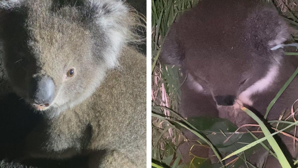 Woman nudges injured baby koala off of road in Australia