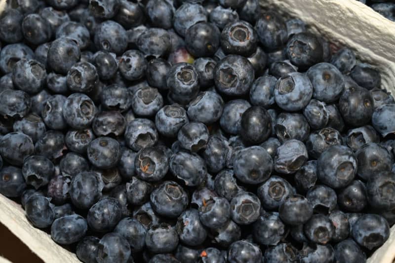 A ‘global threat’ to blueberries: Producers fear new spread of fungus