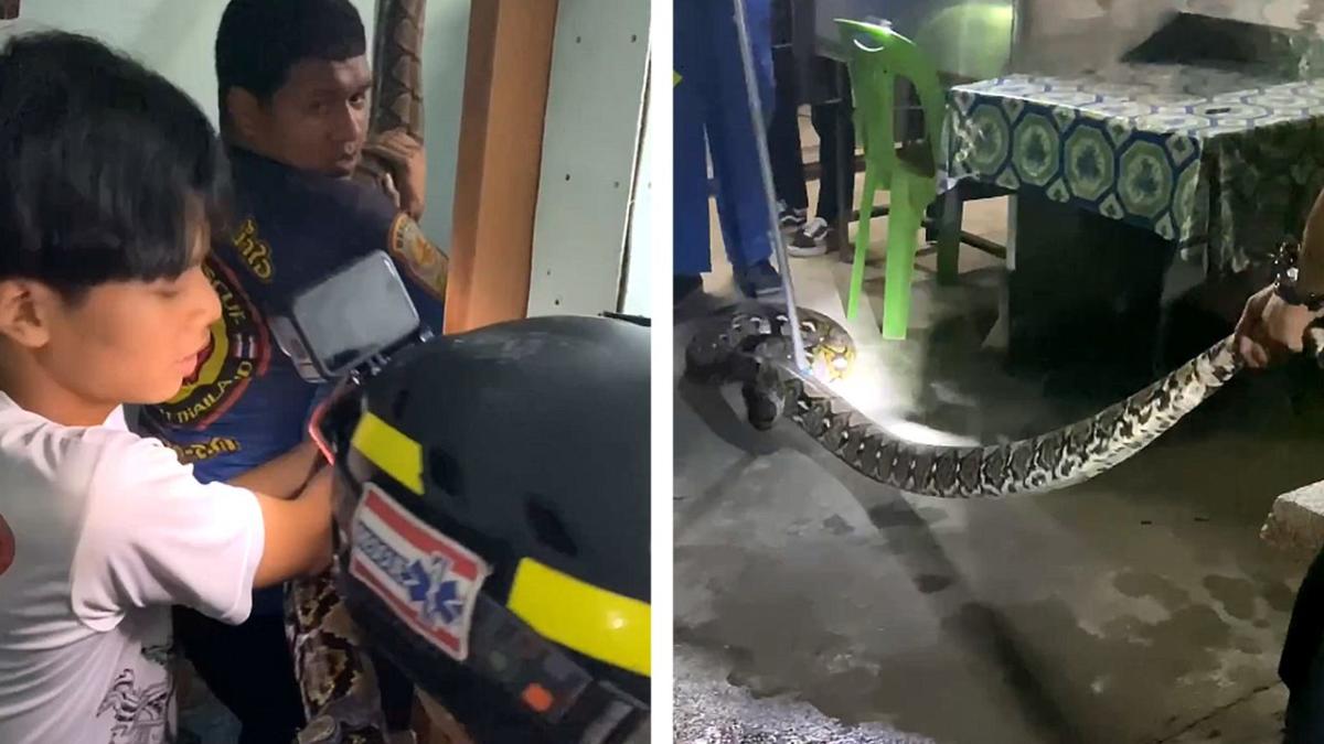 Absolutely gigantic reticulated python removed from Thailand home’s ceiling