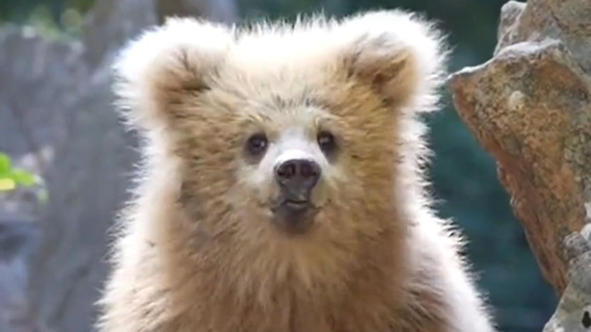 Adorable bear becomes viral hit over how small and fluffy he is